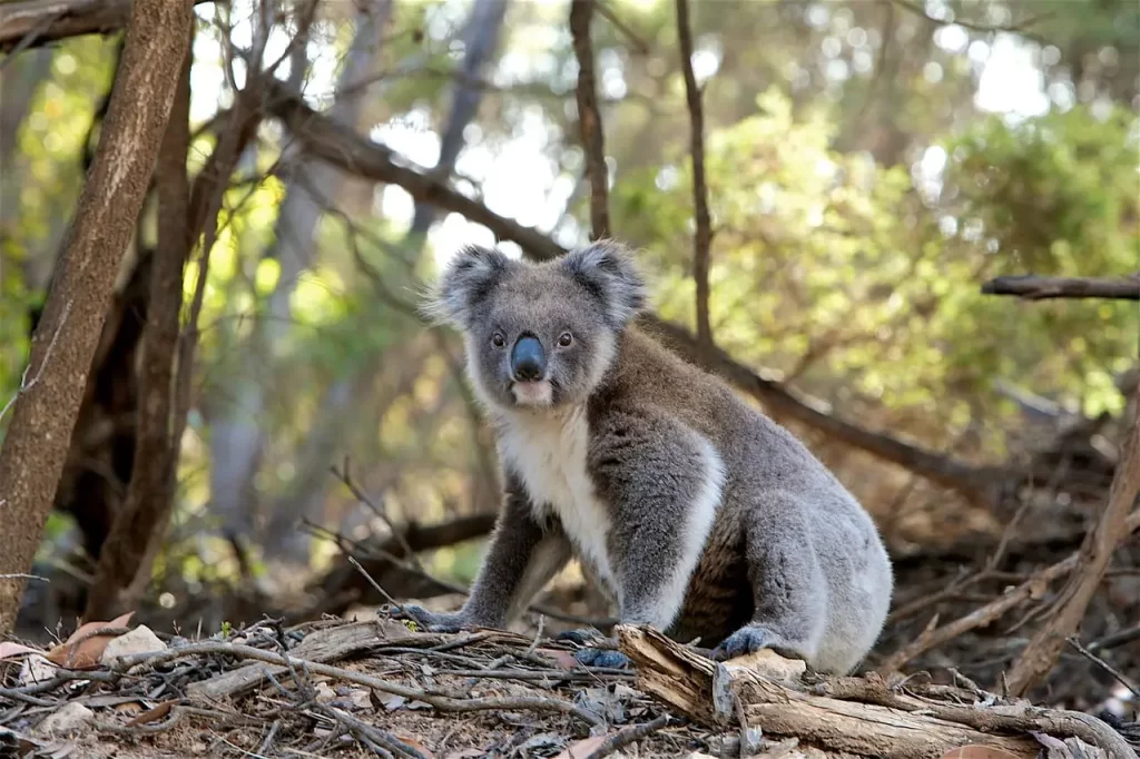 Koalas at Tower Hill Wildlife Reserve