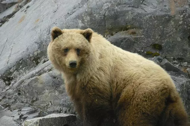Spotting the Polar Bear in Alaska
