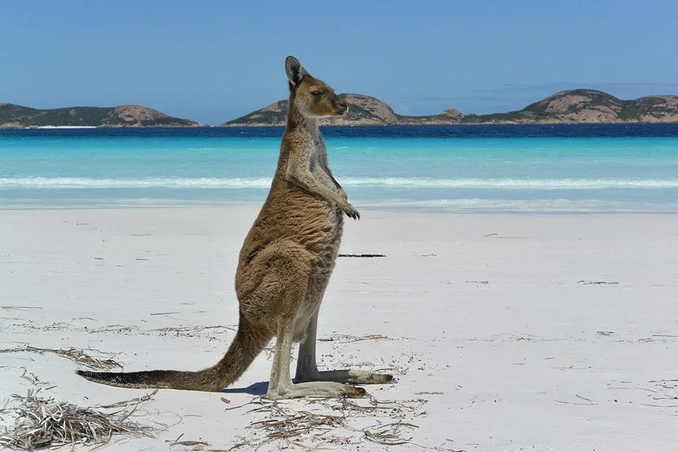Spotting Kangaroos at Lucky Bay, Western Australia