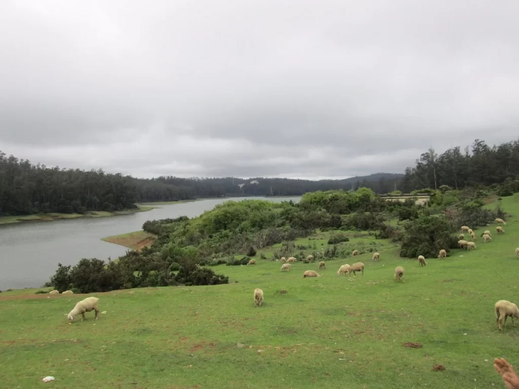 Kamaraj Sagar Dam in Ooty