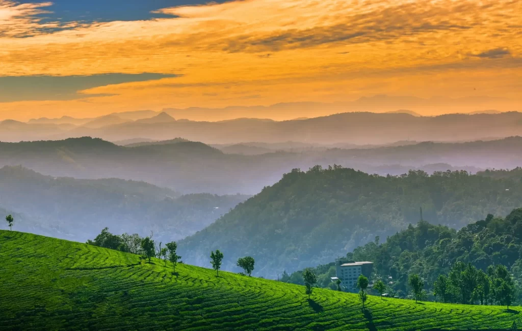 Tea Plantation area in Ooty