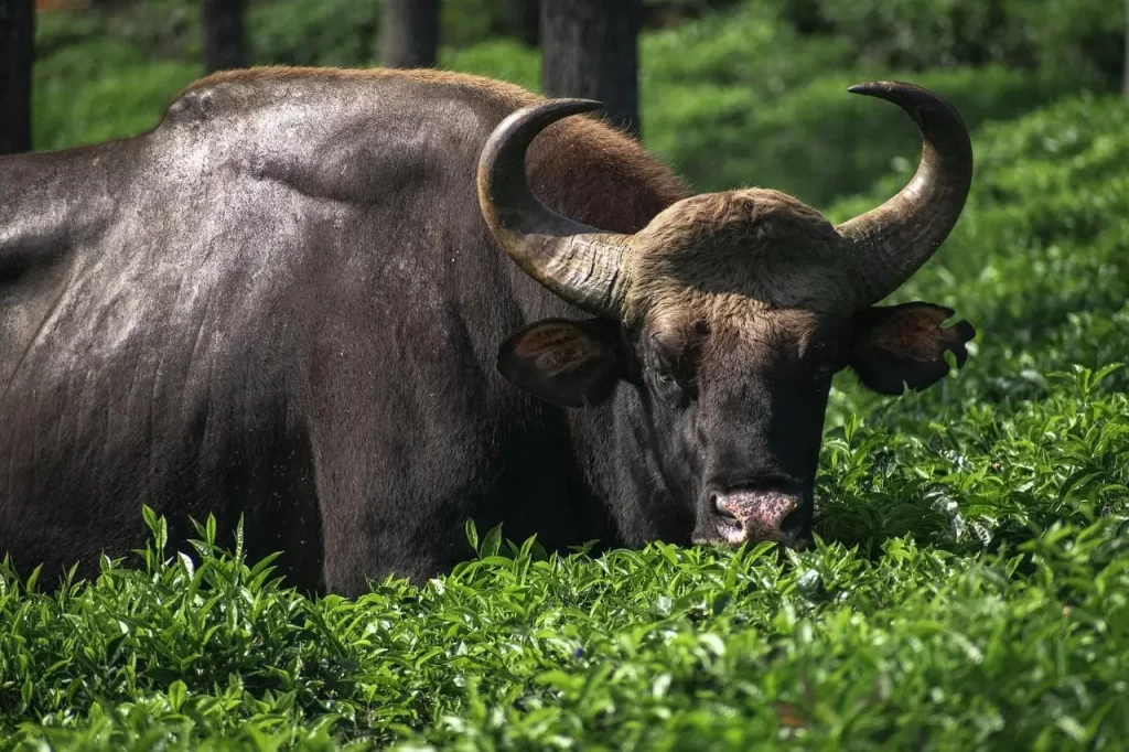 Mudumalai Wildlife Sanctuary in Ooty