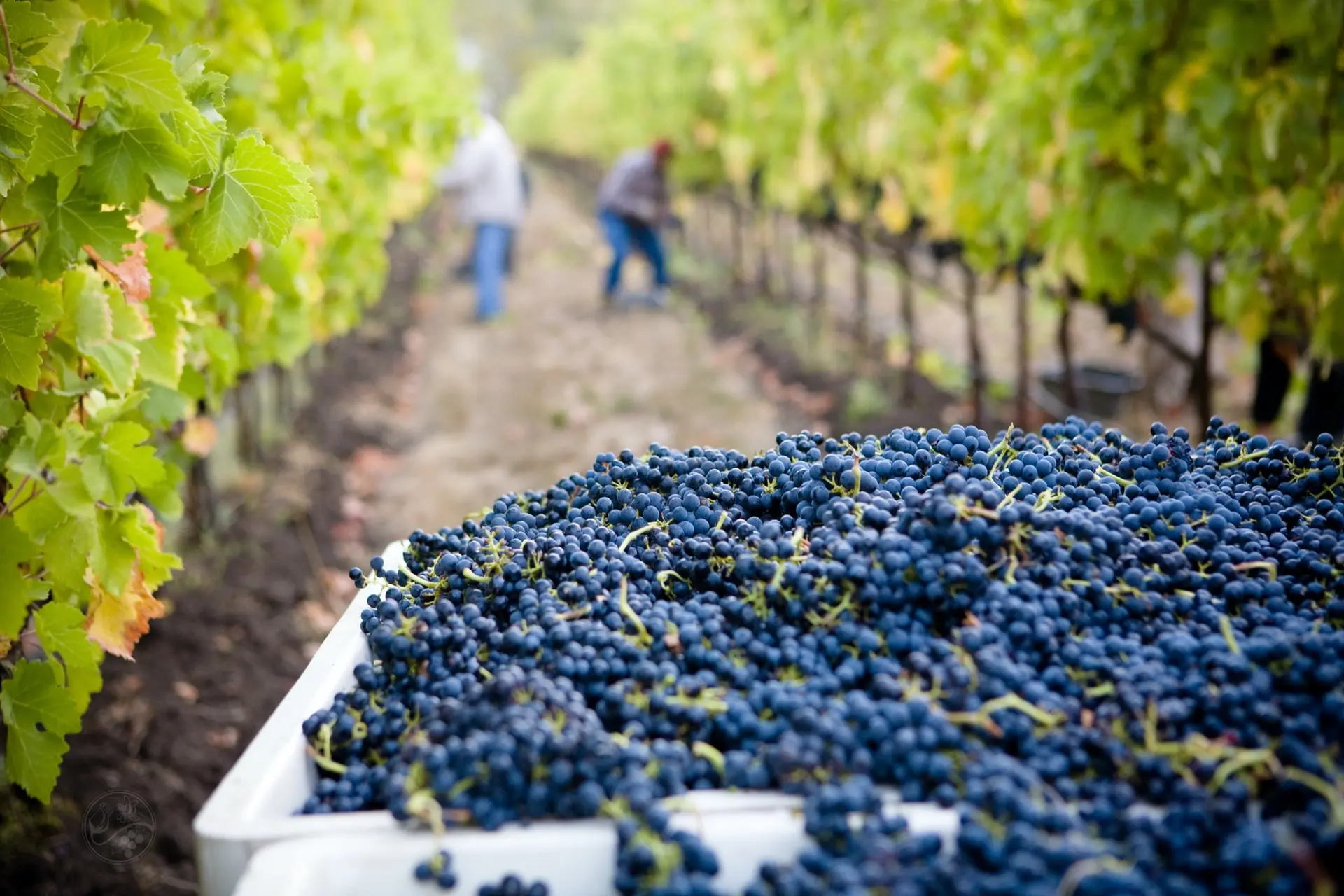 A Guide to 3 Days in Yarra Valley